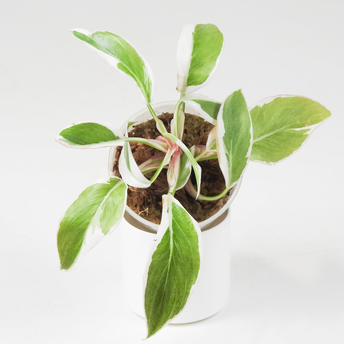 Philodendron White Princess Mutation (3709)