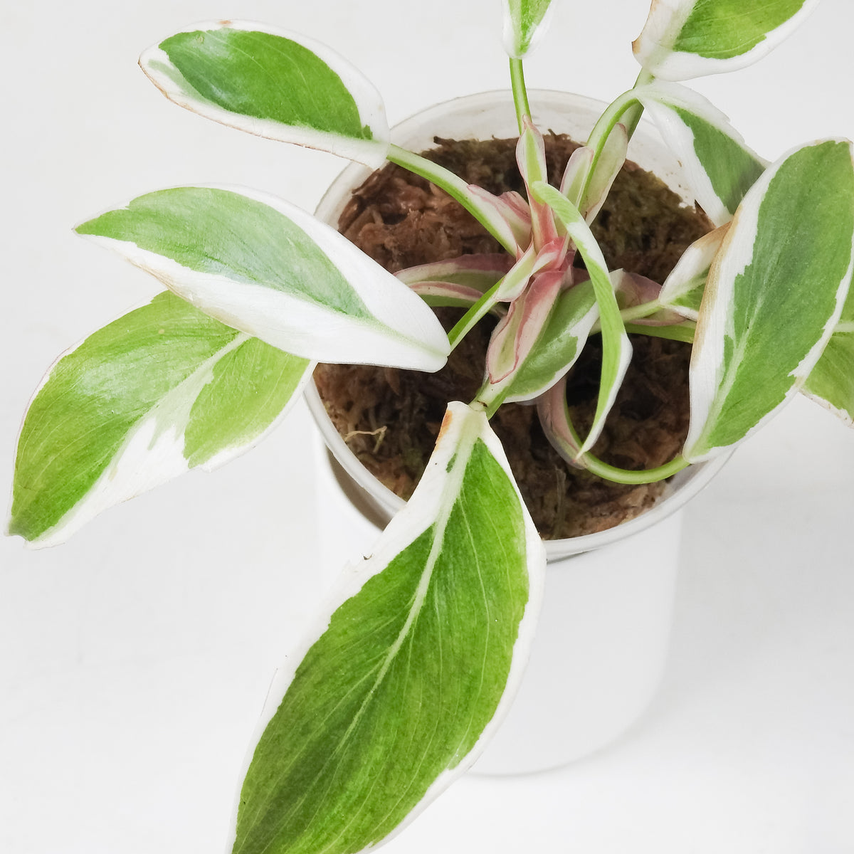 Philodendron White Princess Mutation (3709)