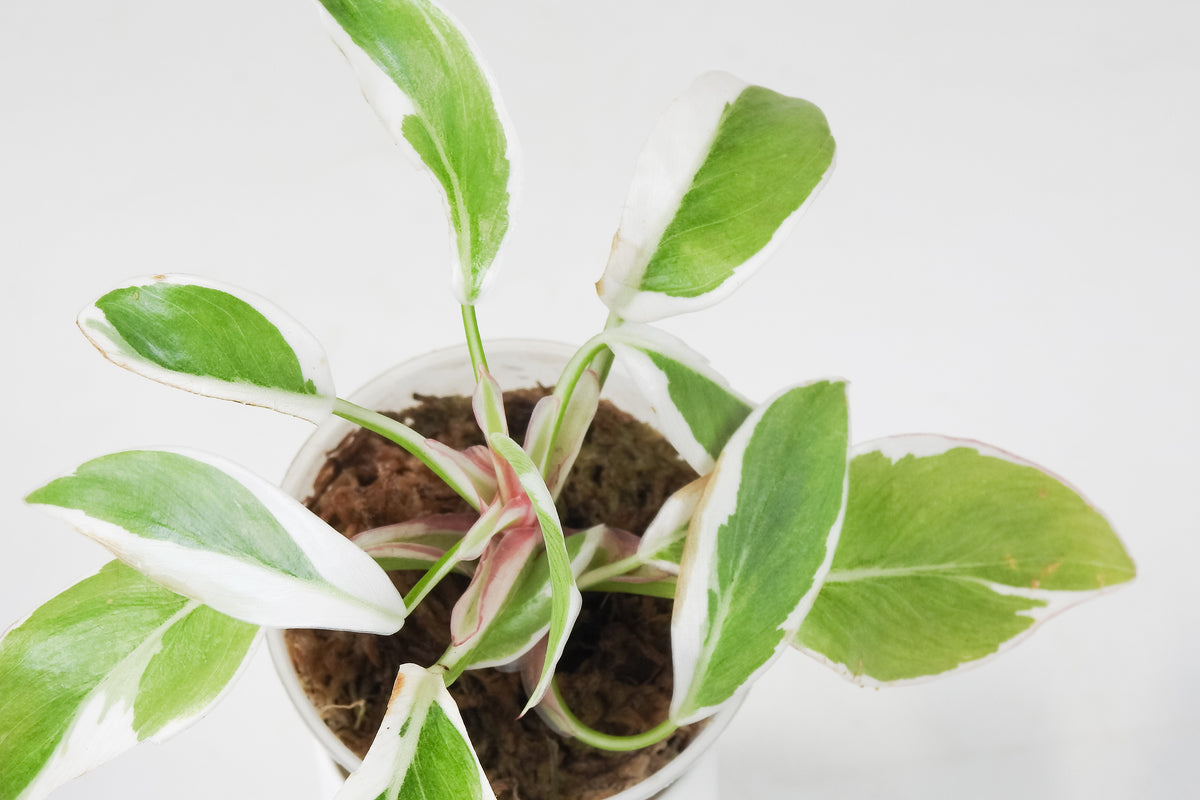 Philodendron White Princess Mutation (3709)