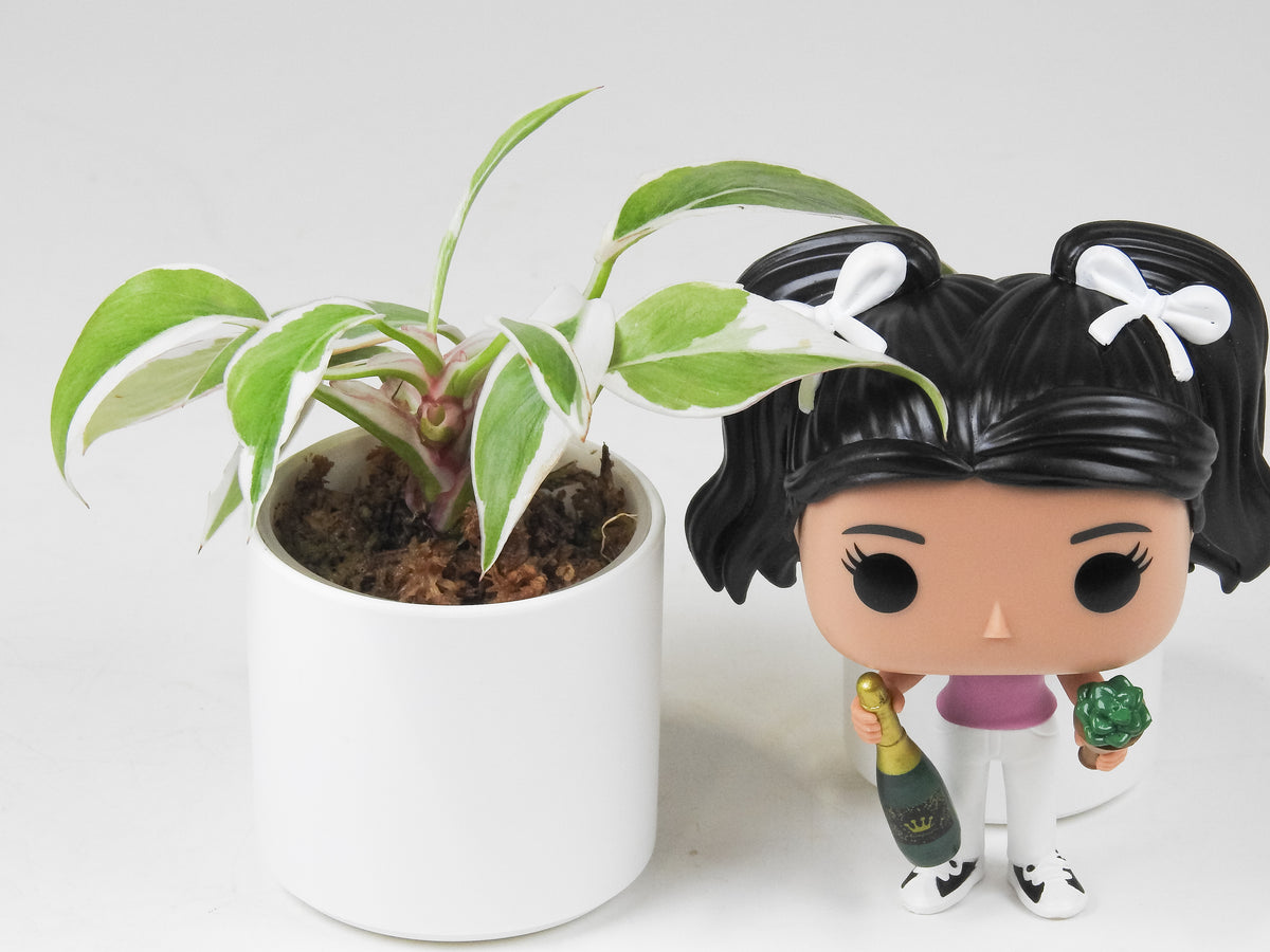 Philodendron White Princess Mutation (3709)