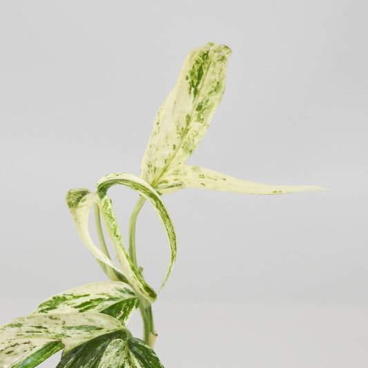 Amydrium Zippelianum Variegated (3708)