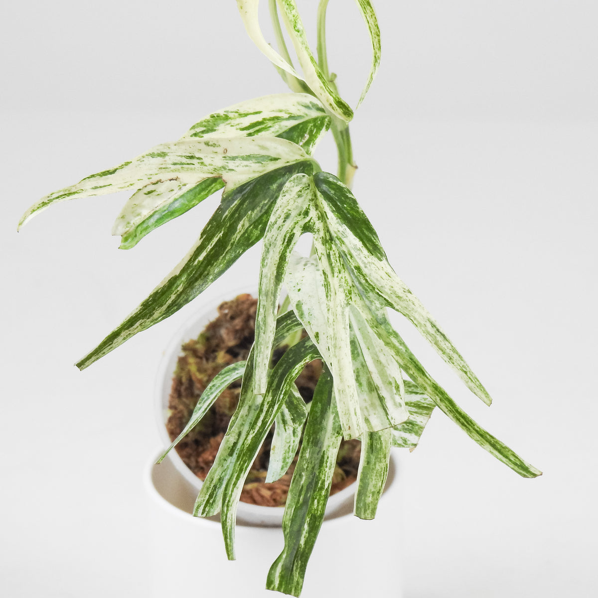 Amydrium Zippelianum Variegated (3708)