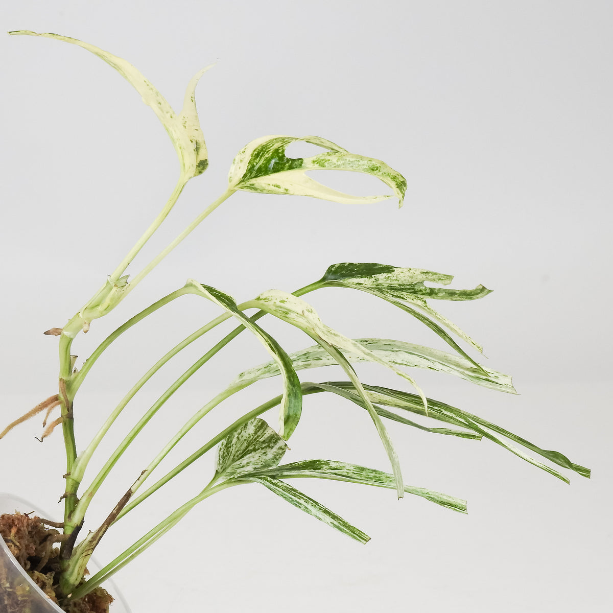 Amydrium Zippelianum Variegated (3708)