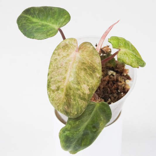 Philodendron 'El Choco x Billie' Variegated (3710)
