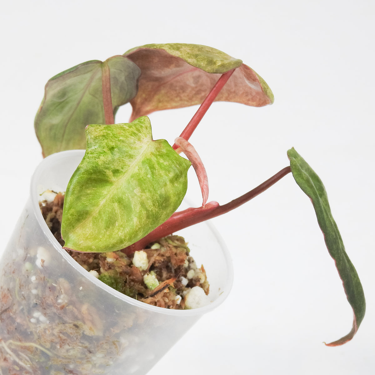 Philodendron 'El Choco x Billie' Variegated (3710)