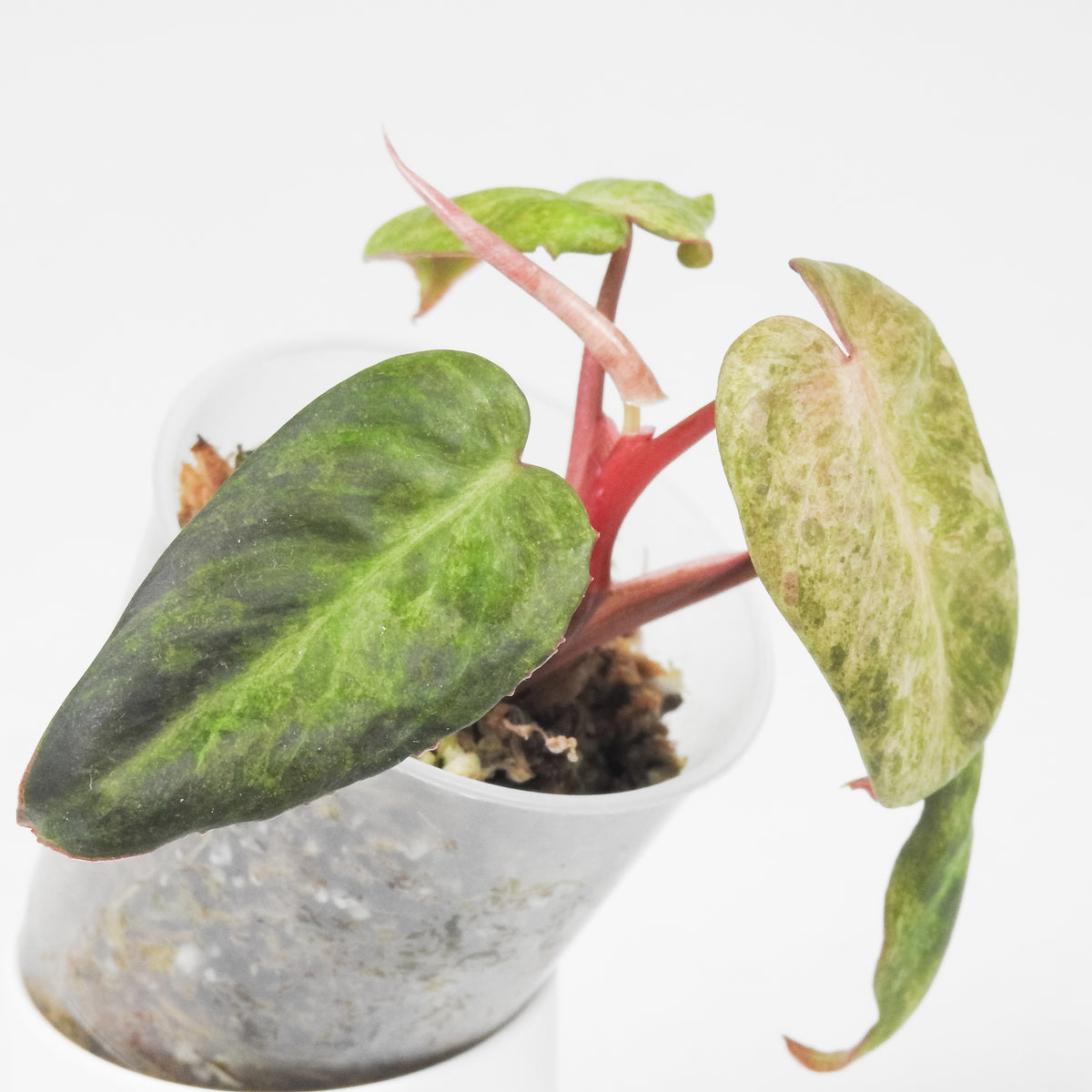 Philodendron 'El Choco x Billie' Variegated (3710)
