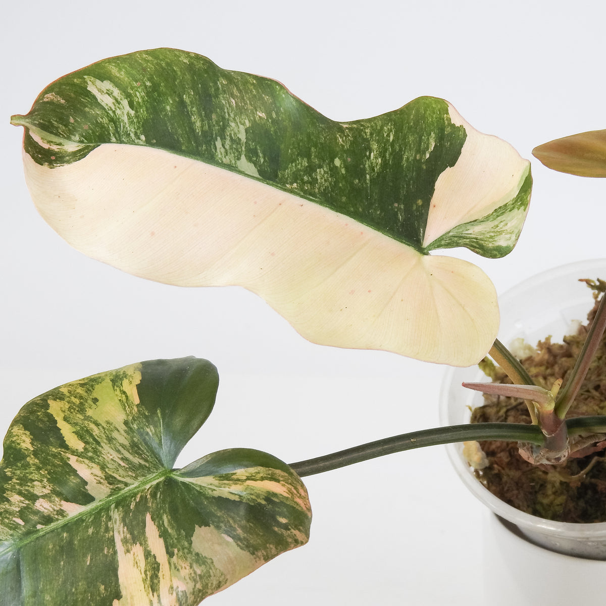 Philodendron Fiora (Florida Beauty Var) x (Mayoi x Black Billietiae) (3711)