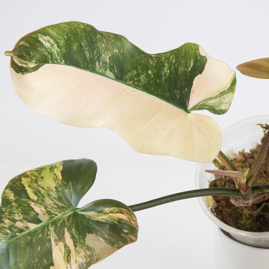 Philodendron Fiora (Florida Beauty Var) x (Mayoi x Black Billietiae) (3711)