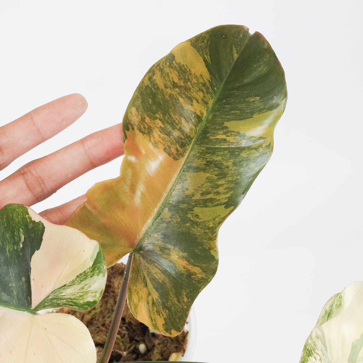 Philodendron Fiora (Florida Beauty Var) x (Mayoi x Black Billietiae) (3711)
