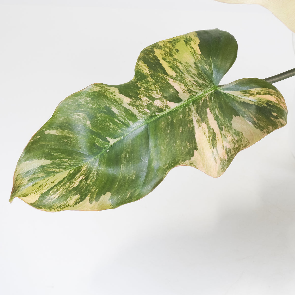 Philodendron Fiora (Florida Beauty Var) x (Mayoi x Black Billietiae) (3711)