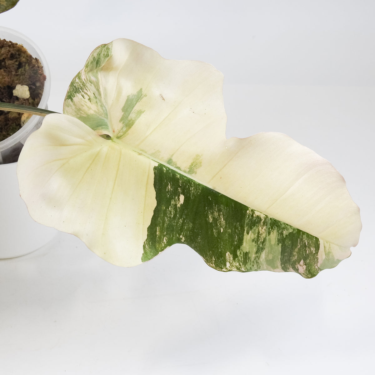 Philodendron Fiora (Florida Beauty Var) x (Mayoi x Black Billietiae) (3711)