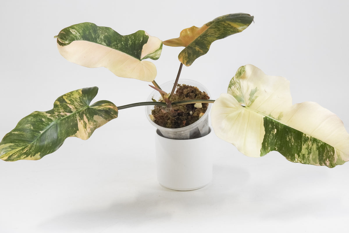 Philodendron Fiora (Florida Beauty Var) x (Mayoi x Black Billietiae) (3711)