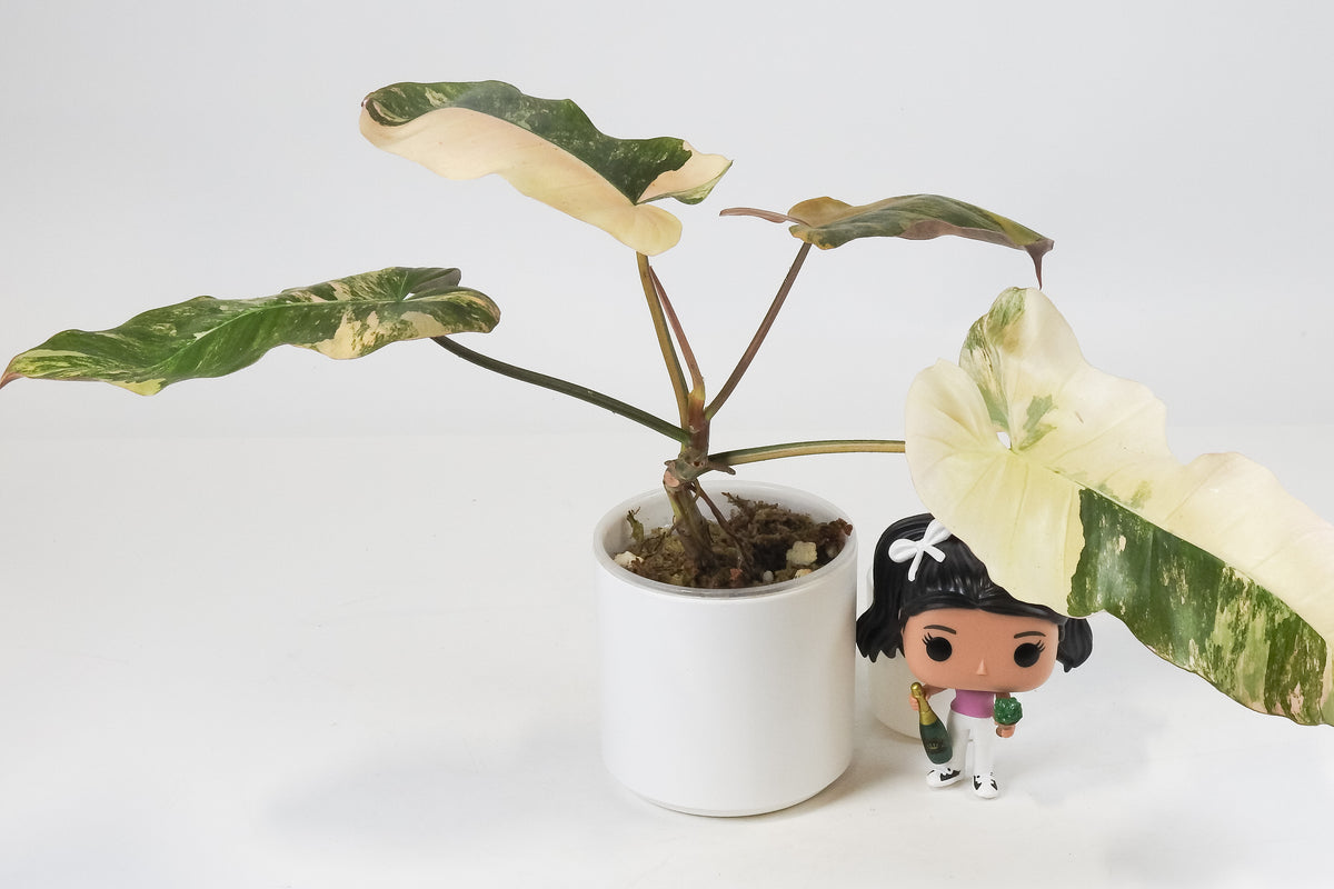 Philodendron Fiora (Florida Beauty Var) x (Mayoi x Black Billietiae) (3711)
