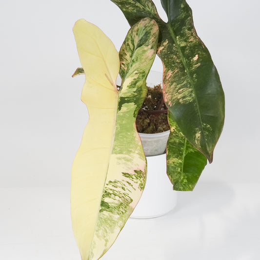 Philodendron 'Florida Beauty x Paraiso Verde' Variegated (3712)