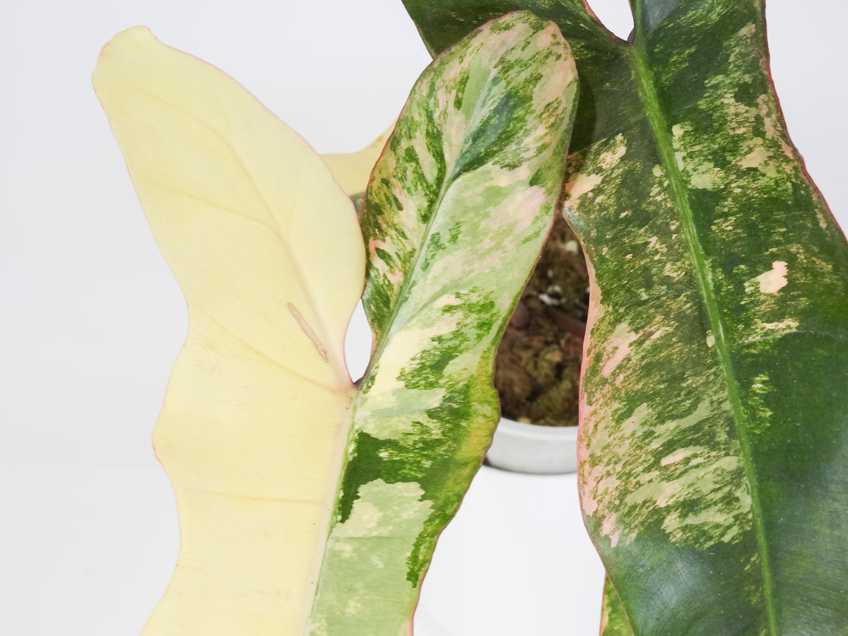 Philodendron 'Florida Beauty x Paraiso Verde' Variegated (3712)