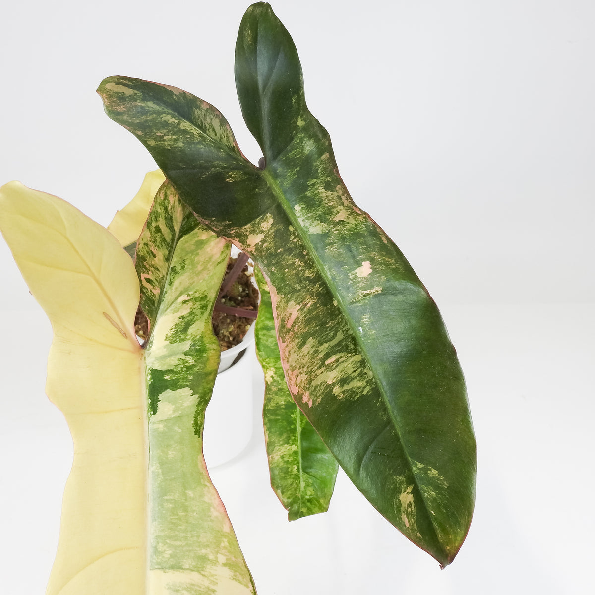 Philodendron 'Florida Beauty x Paraiso Verde' Variegated (3712)