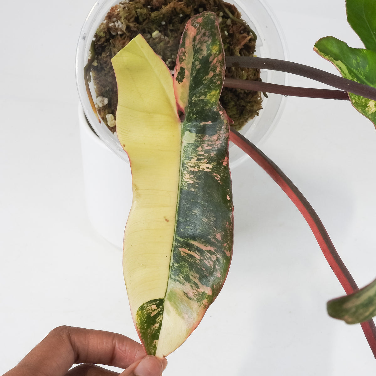 Philodendron 'Florida Beauty x Paraiso Verde' Variegated (3712)