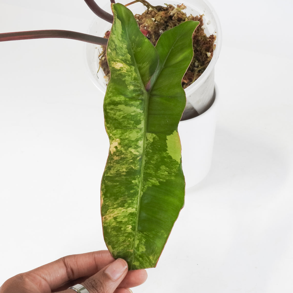 Philodendron 'Florida Beauty x Paraiso Verde' Variegated (3712)