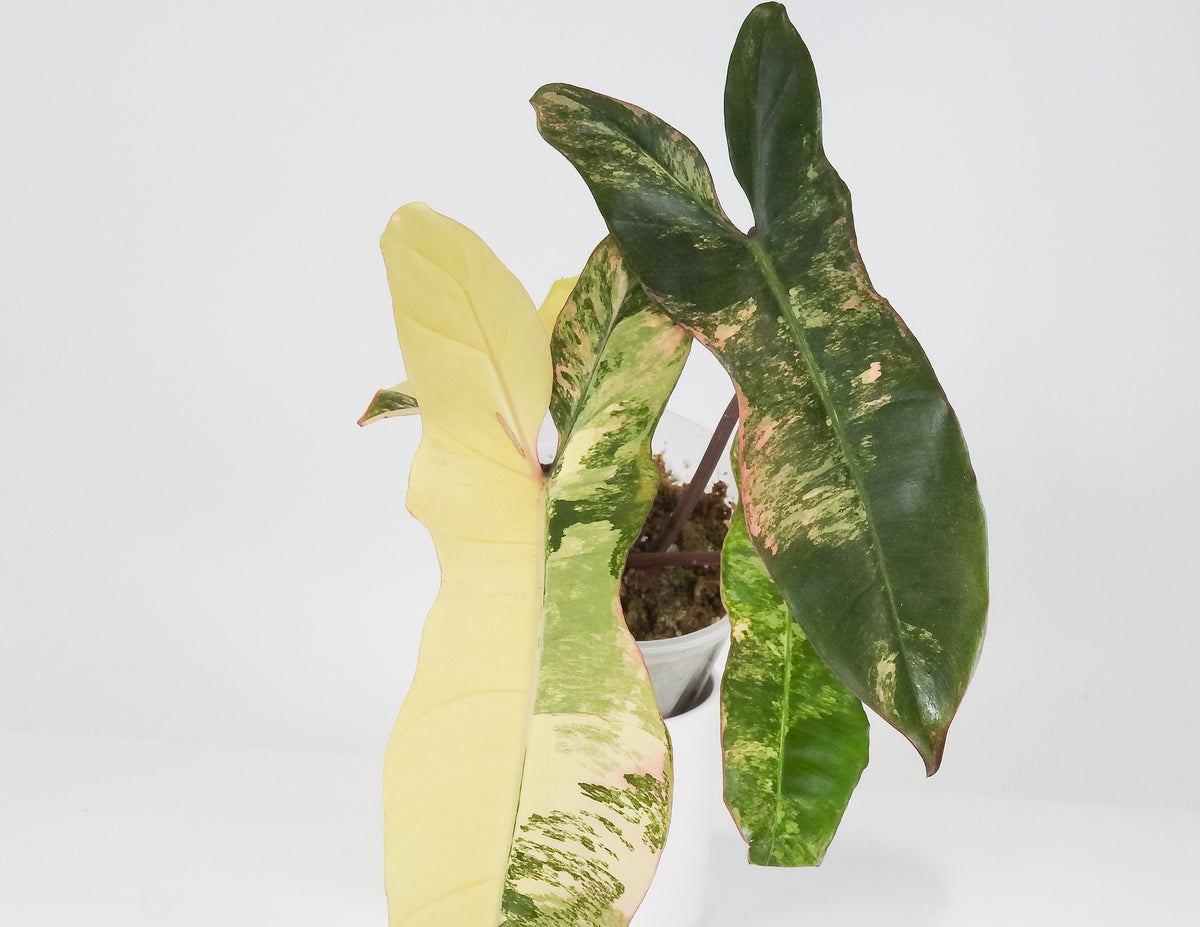 Philodendron 'Florida Beauty x Paraiso Verde' Variegated (3712)