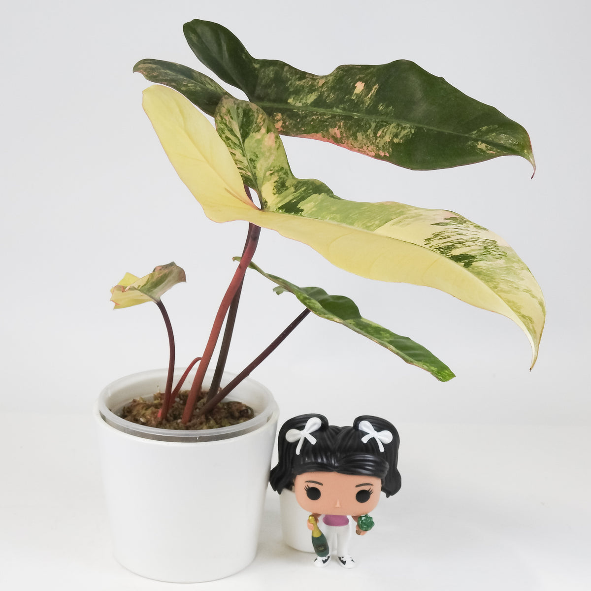 Philodendron 'Florida Beauty x Paraiso Verde' Variegated (3712)
