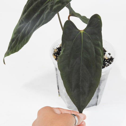 Anthurium Fort Sherman x Night Dragon (3713)