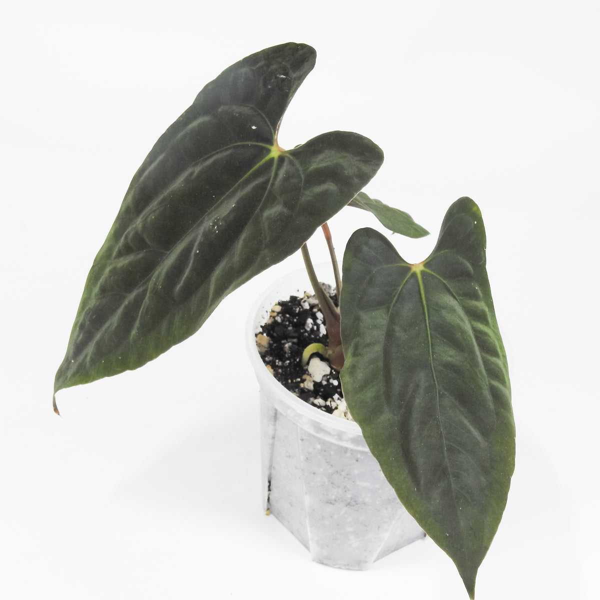 Anthurium Fort Sherman x Night Dragon (3713)