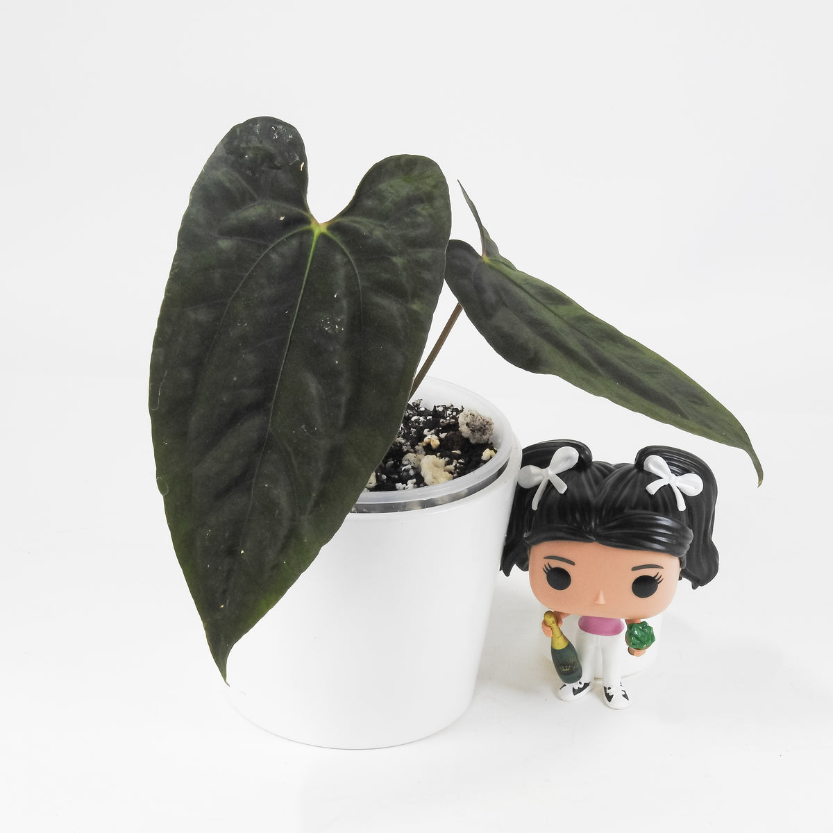 Anthurium Fort Sherman x Night Dragon (3713)