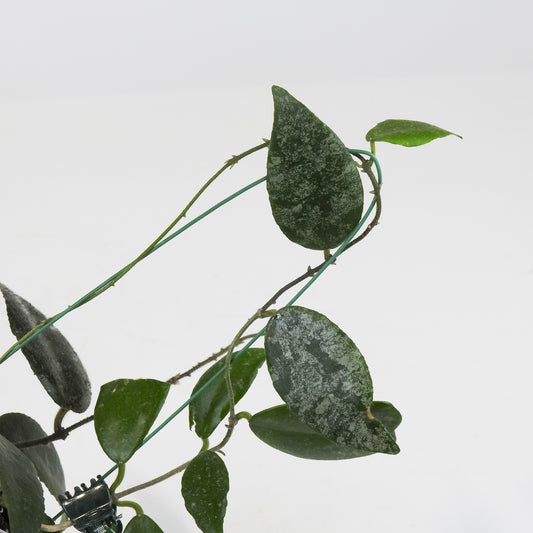 Hoya Caudata 'Sumatra' (3715)