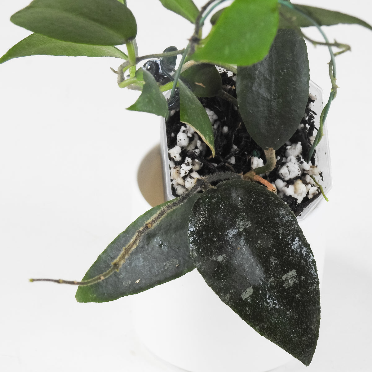 Hoya Caudata 'Sumatra' (3715)