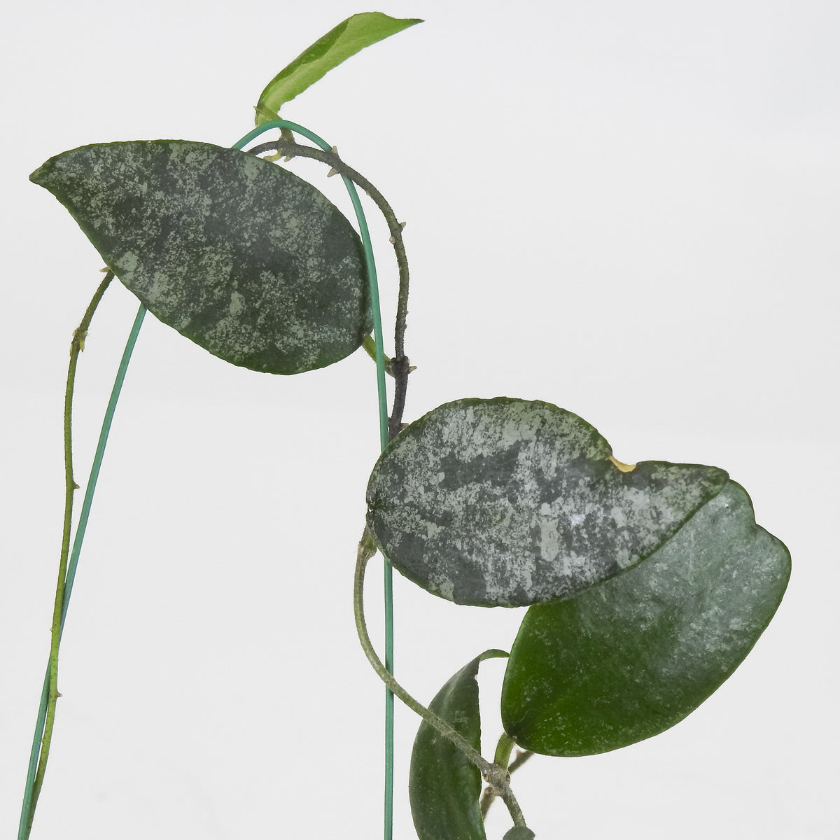 Hoya Caudata 'Sumatra' (3715)