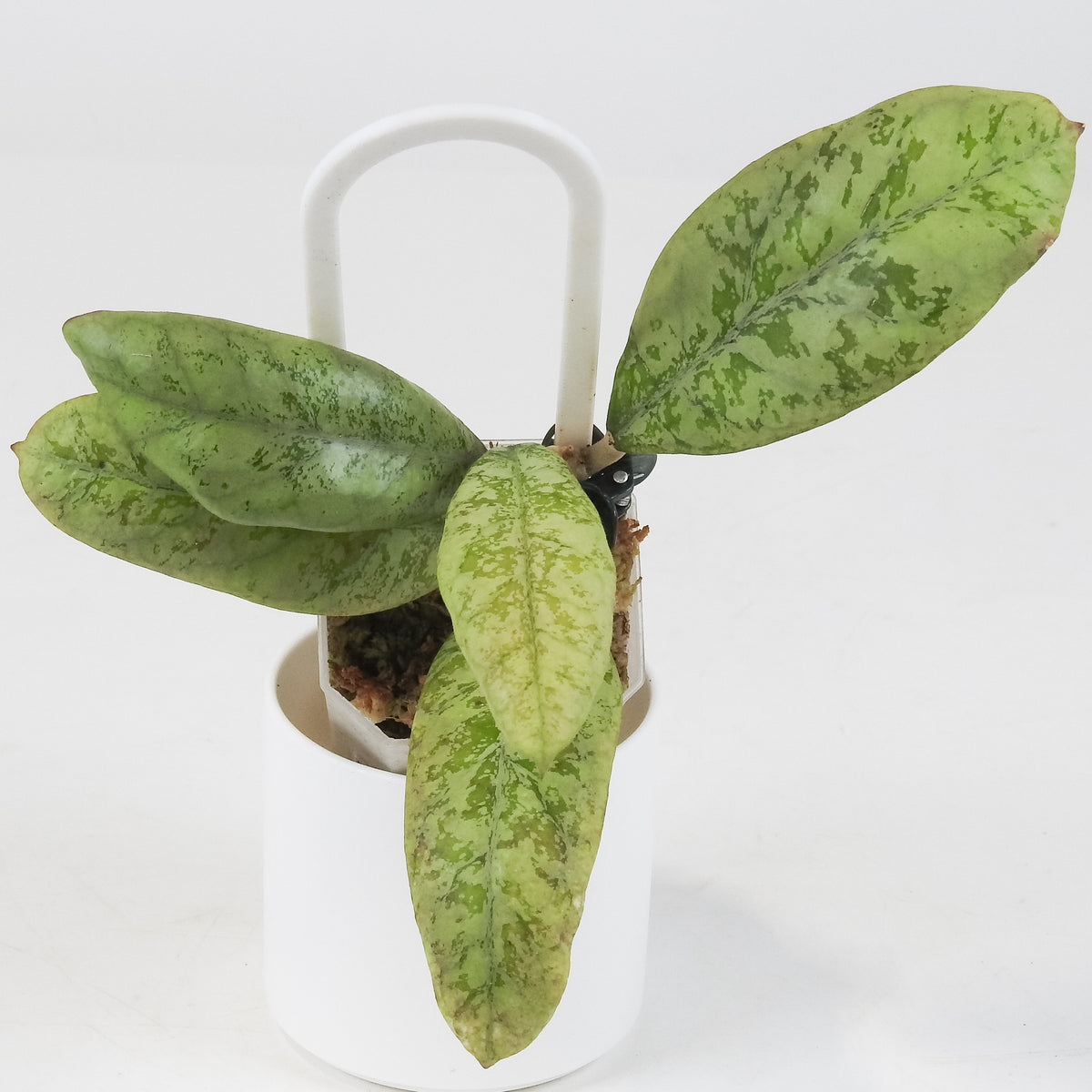Hoya 'Lorelai' (3714)