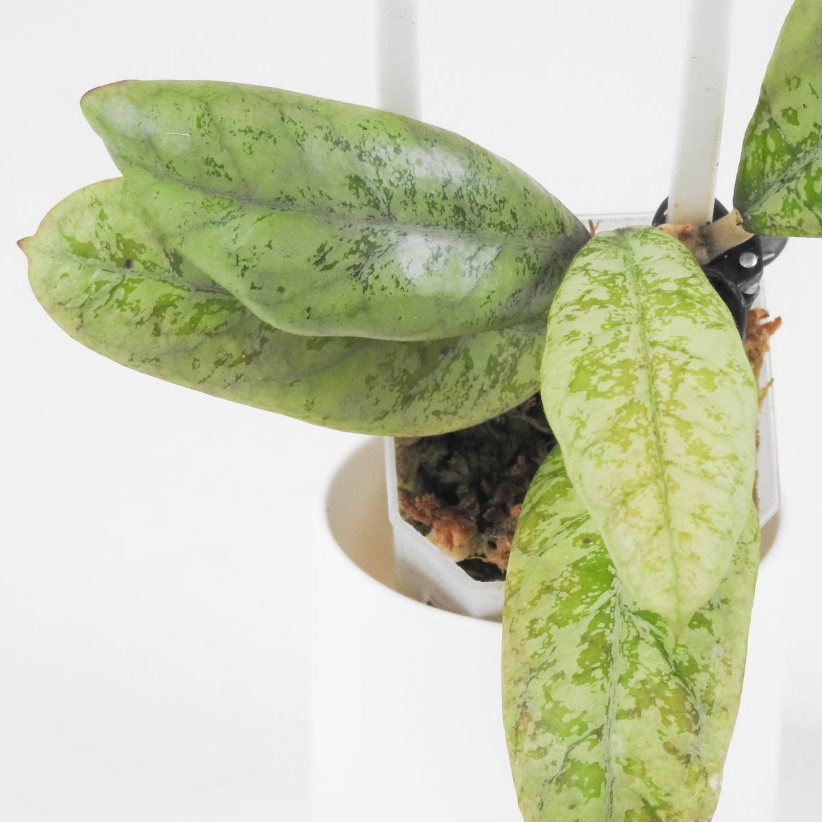 Hoya 'Lorelai' (3714)