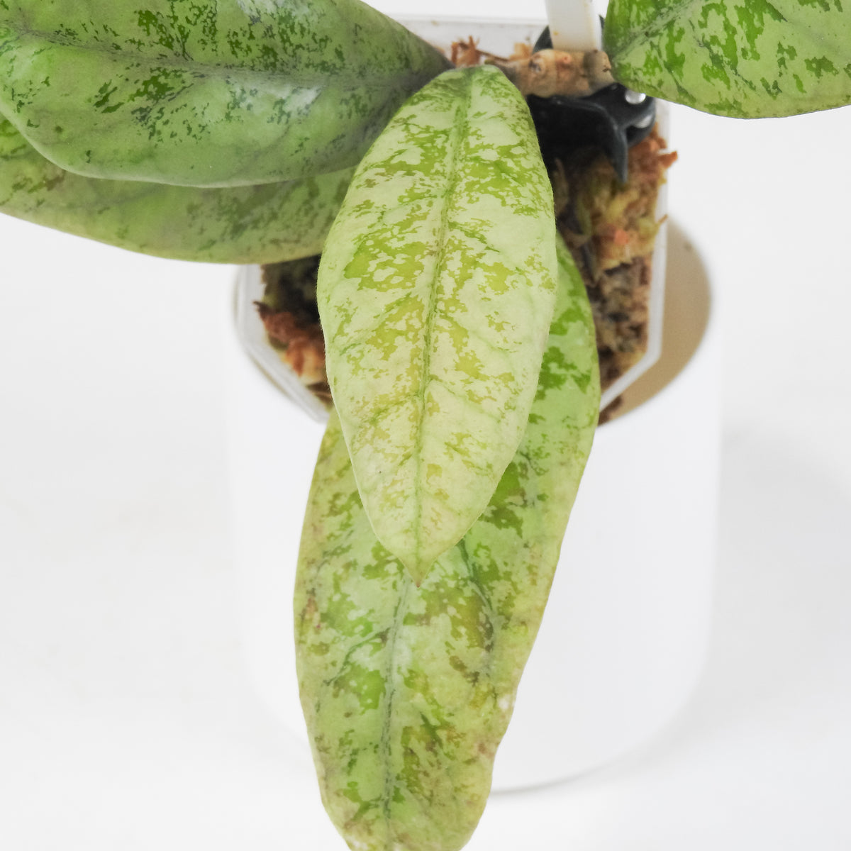 Hoya 'Lorelai' (3714)