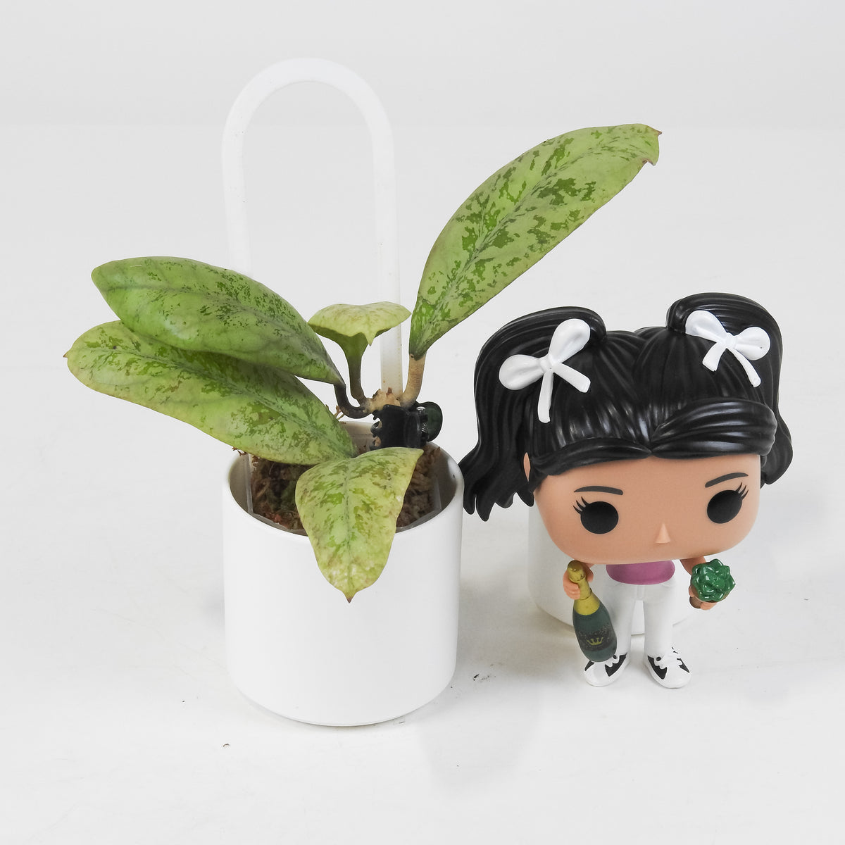 Hoya 'Lorelai' (3714)