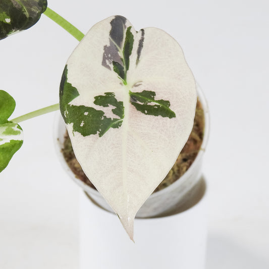 Alocasia 'Regal Shield' Albo (3716)