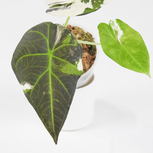 Alocasia 'Regal Shield' Albo (3716)