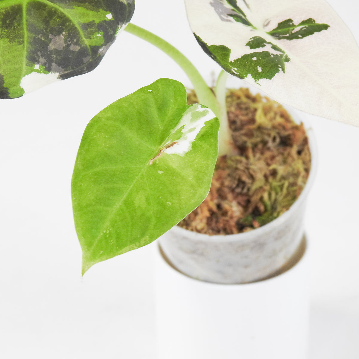 Alocasia 'Regal Shield' Albo (3716)