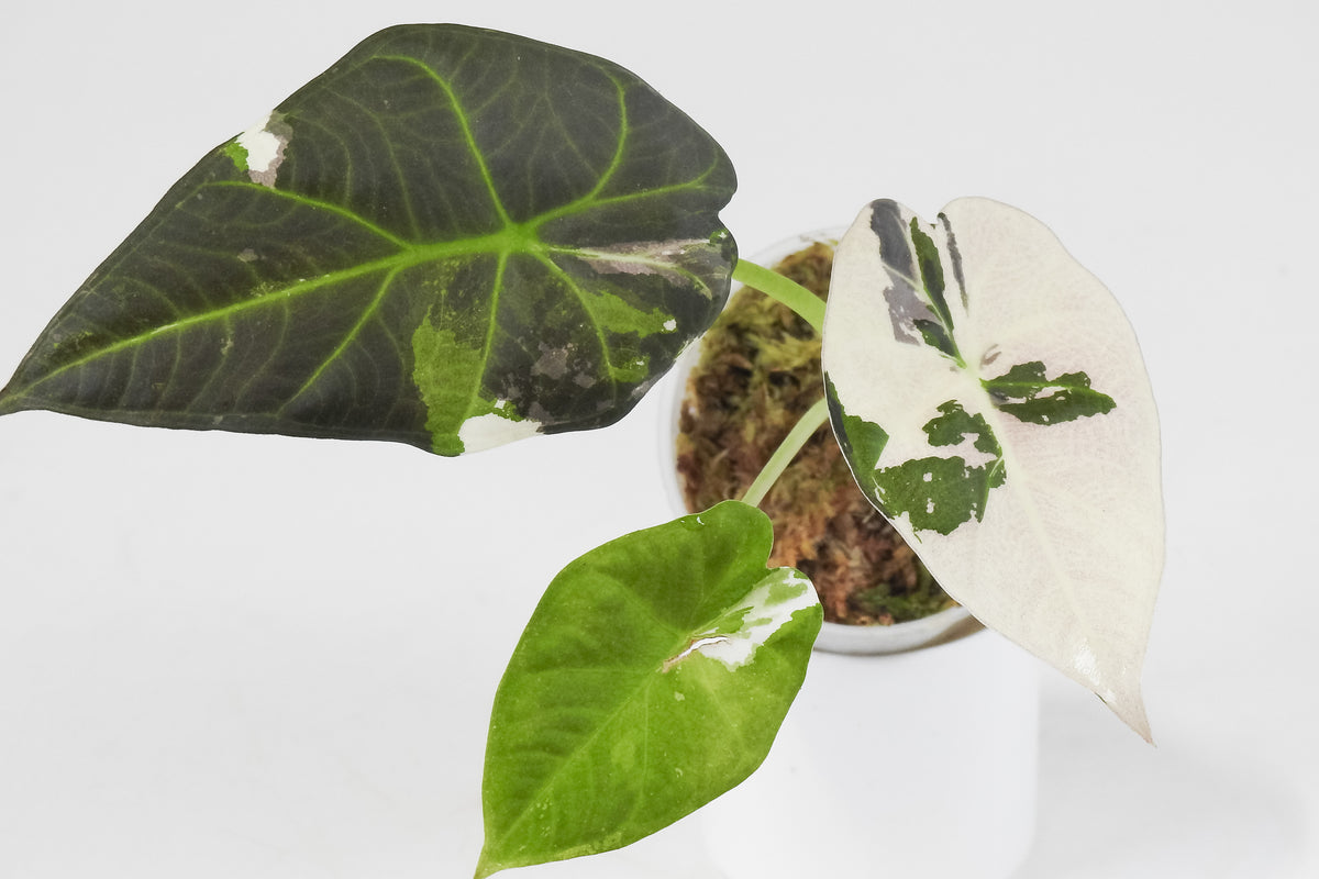 Alocasia 'Regal Shield' Albo (3716)