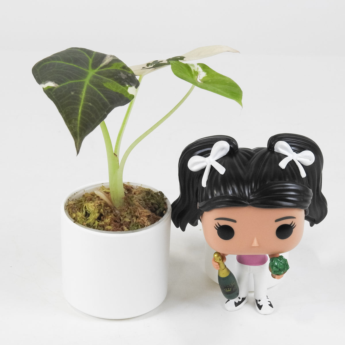 Alocasia 'Regal Shield' Albo (3716)