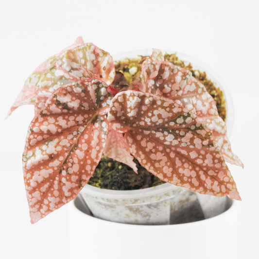 Begonia 'Snow Capped' Variegated (3717)