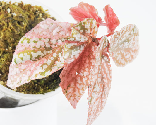 Begonia 'Snow Capped' Variegated (3717)