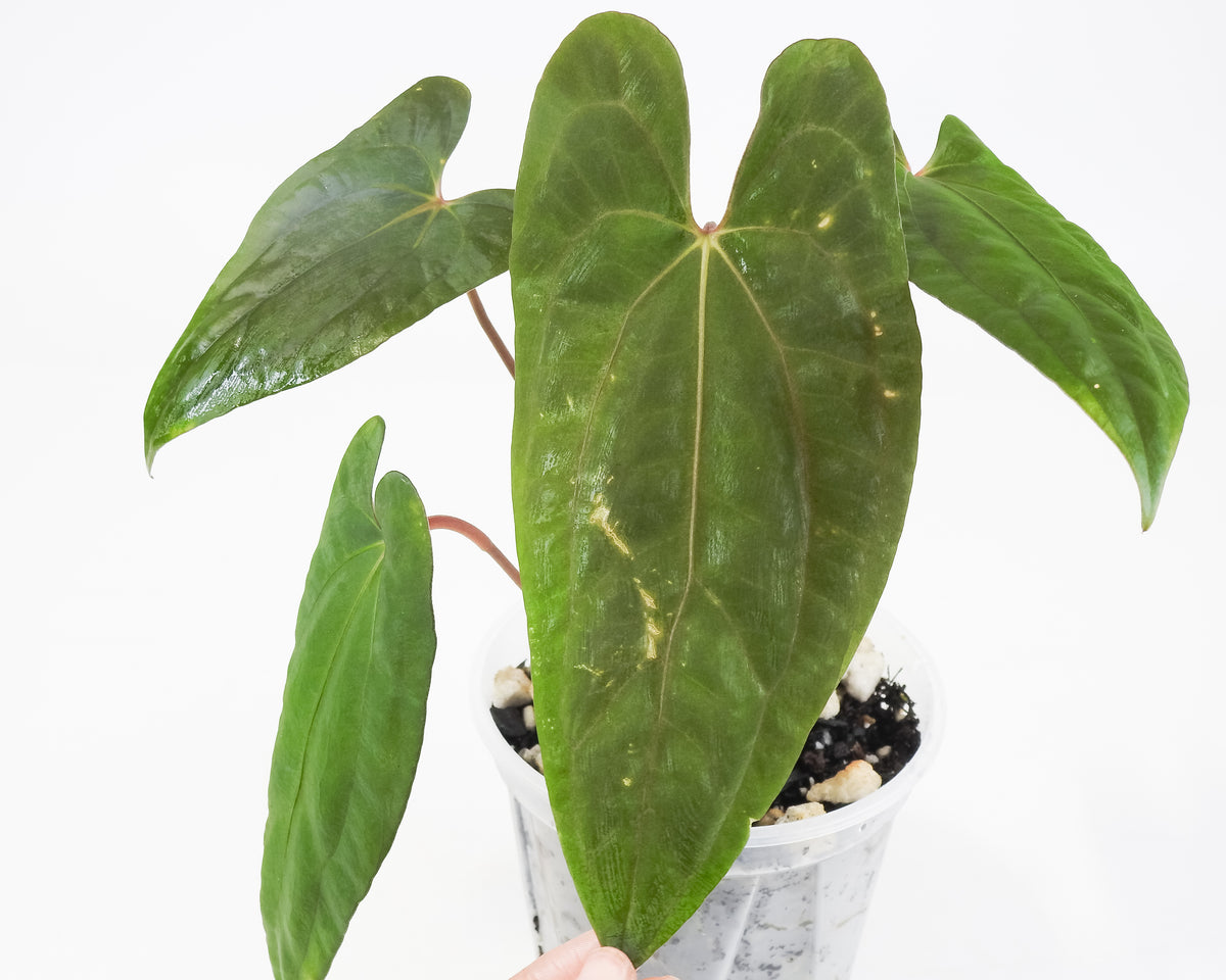 Anthurium Fort Sherman x Night Dragon (3718)