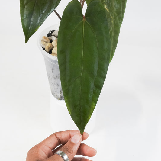 Anthurium Fort Sherman x Night Dragon (3718)
