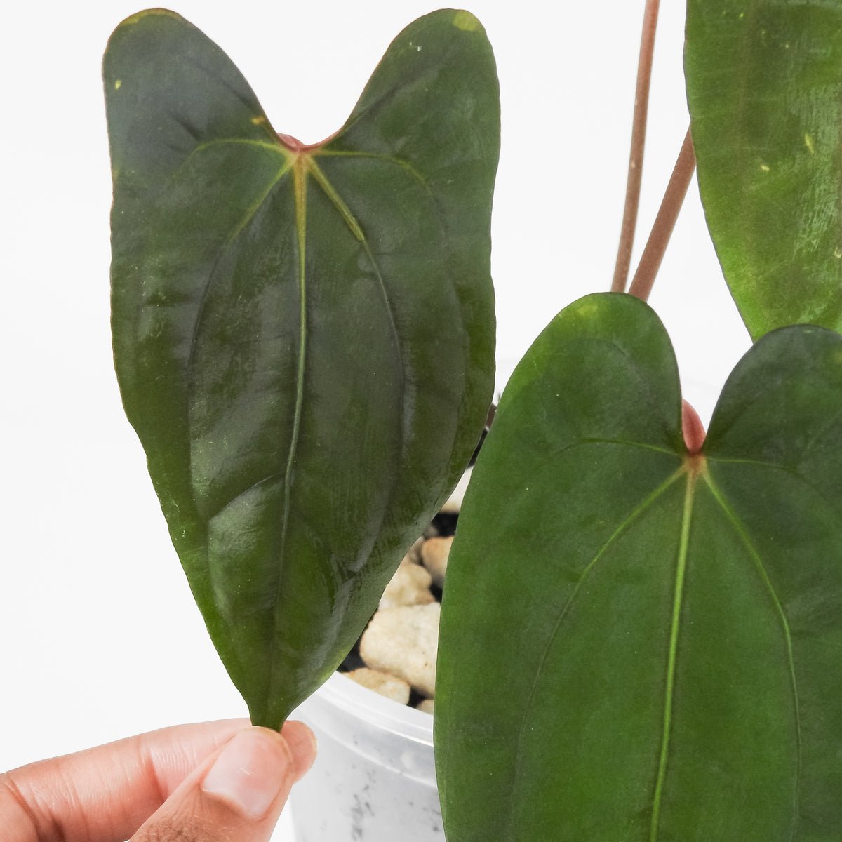 Anthurium Fort Sherman x Night Dragon (3718)