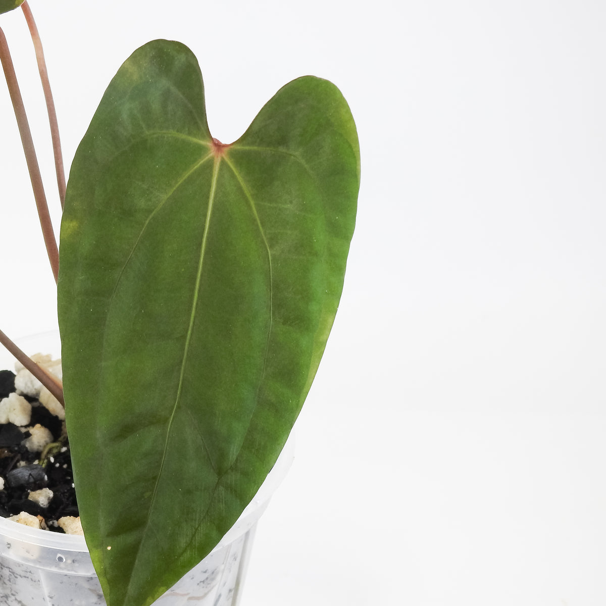 Anthurium Fort Sherman x Night Dragon (3718)