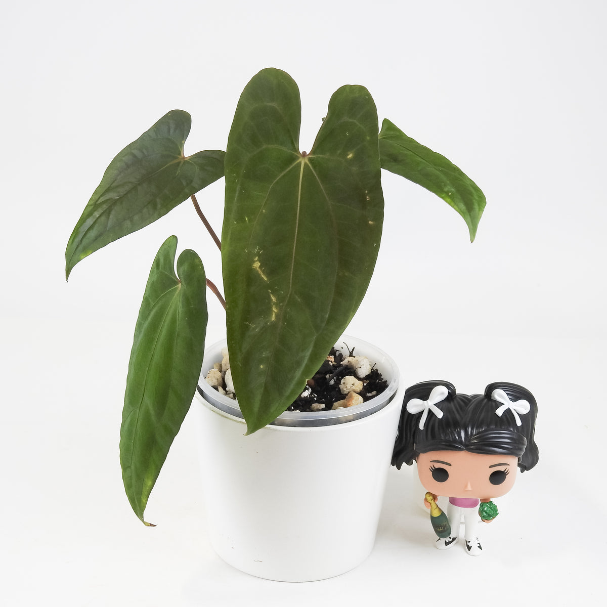 Anthurium Fort Sherman x Night Dragon (3718)