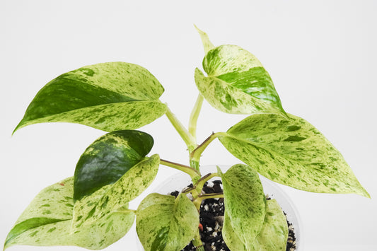 Epipremnum Aurem 'Marble Queen' (3719)