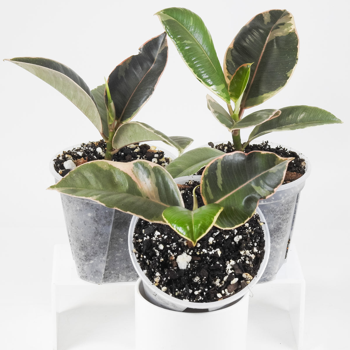 Ficus Elastica Ruby *Growers Choice*