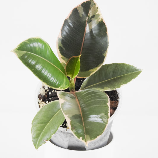 Ficus Elastica Ruby *Growers Choice*