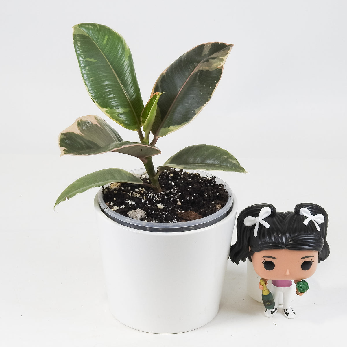 Ficus Elastica Ruby *Growers Choice*